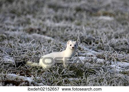 "Ermine (Mustela erminea) in its winter coat on a hoarfrost-covered meadow, Allgaeu, Bavaria, Germany, Europe" View Large Photo Image Stock Photo - "Ermine (Mustela erminea) in its winter coat on a hoarfrost-covered meadow, Allgaeu, Bavaria, Germany, Europe". Fotosearch