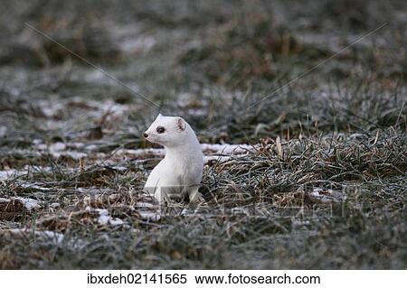 Stock Photography - "Ermine (Mustela erminea) in its winter coat, Allgaeu, Bavaria, Germany, Europe". Fotosearch