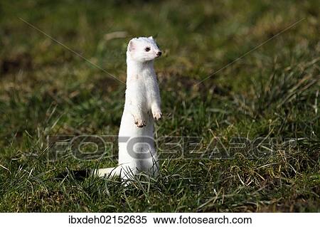 "Ermine (Mustela erminea) in its winter coat, Allgaeu, Bavaria, Germany, Europe" View Large Photo Image Stock Photography - "Ermine (Mustela erminea) in its winter coat, Allgaeu, Bavaria, Germany, Europe". Fotosearch