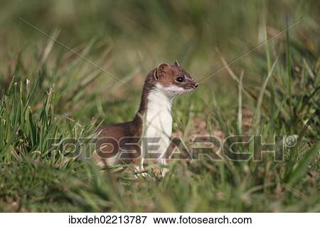 "Ermine, short-tailed weasel (Mustela erminea), with summer coat, sitting on a meadow, Allgaeu, Bavaria, Germany, Europe" View Large Photo Image Stock Photo - "Ermine, short-tailed weasel (Mustela erminea), with summer coat, sitting on a meadow, Allgaeu, Bavaria, Germany, Europe". Fotosearch