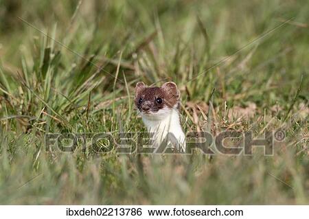 "Ermine, short-tailed weasel (Mustela erminea), with summer coat, looking out of its den, Allgaeu, Bavaria, Germany, Europe" View Large Photo Image Stock Photograph - "Ermine, short-tailed weasel (Mustela erminea), with summer coat, looking out of its den, Allgaeu, Bavaria, Germany, Europe". Fotosearch