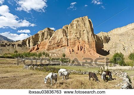"Erosion landscape with towering rocks, horses grazing near Dhakmar, Upper Mustang, Lo, Himalayas, Nepal, Asia" View Large Photo Image Stock Image - "Erosion landscape with towering rocks, horses grazing near Dhakmar, Upper Mustang, Lo, Himalayas, Nepal, Asia". Fotosearch