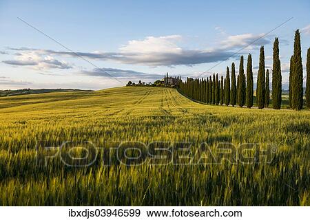 "Estate and cypress trees, evening light, UNESCO World Heritage Site Val d'Orcia, near San Quirico d'Orcia, Province of Siena, Tuscany, Italy, Europe" View Large Photo Image Stock Photo - "Estate and cypress trees, evening light, UNESCO World Heritage Site Val d'Orcia, near San Quirico d'Orcia, Province of Siena, Tuscany, Italy, Europe". Fotosearch