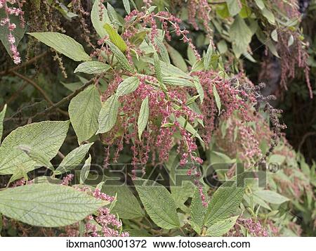 "Estrelladera (Gesnouinia arborea) with flowers, endemic to the Canary Islands, La Gomera, Canary Islands, Spain, Europe, La Gomera, Hermigua, Canary Islands, Spain, Europe" View Large Photo Image Stock Image - "Estrelladera (Gesnouinia arborea) with flowers, endemic to the Canary Islands, La Gomera, Canary Islands, Spain, Europe, La Gomera, Hermigua, Canary Islands, Spain, Europe". Fotosearch