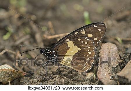 "Ethiopian variety of the African Layman butterfly (Amauris albimaculata), drinking mineral-bearing fluid, at a height of 2200 m, Harenna Forest, Bale Mountains, Oromia Region, Ethiopia, Africa" View Large Photo Image Stock Image - "Ethiopian variety of the African Layman butterfly (Amauris albimaculata), drinking mineral-bearing fluid, at a height of 2200 m, Harenna Forest, Bale Mountains, Oromia Region, Ethiopia, Africa". Fotosearch