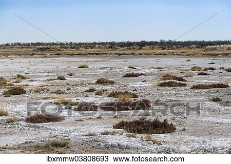 Stock Image - "Etosha Pan, Etosha National Park, Namibia, Africa". Fotosearch