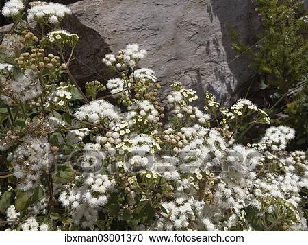 "Eupatory, Sticky Snakeroot or Crofton Weed (Ageratina Adenophora), La Gomera, Canary Islands, Spain, Europe, La Gomera, Valle Gran Rey, Canary Islands, Spain, Europe" View Large Photo Image Stock Image - "Eupatory, Sticky Snakeroot or Crofton Weed (Ageratina Adenophora), La Gomera, Canary Islands, Spain, Europe, La Gomera, Valle Gran Rey, Canary Islands, Spain, Europe". Fotosearch