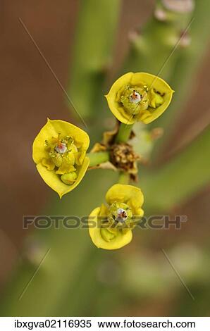 "Euphorbia dregeana, Goegap Nature Reserve, Namaqualand, South Africa, Africa" View Large Photo Image Stock Photography - "Euphorbia dregeana, Goegap Nature Reserve, Namaqualand, South Africa, Africa". Fotosearch