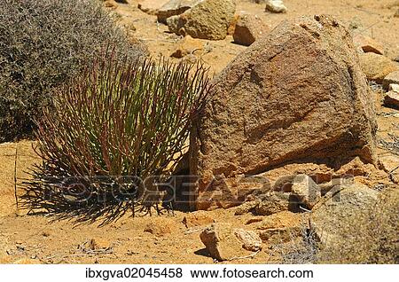 "Euphorbia gregaria, Goegap Nature Reserve, Namaqualand, South Africa, Africa" View Large Photo Image Stock Photo - "Euphorbia gregaria, Goegap Nature Reserve, Namaqualand, South Africa, Africa". Fotosearch