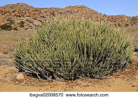 Stock Image - "Euphorbia mauretanica in habitat, Goegap Nature Reserve, Namaqualand, South Africa, Africa". Fotosearch