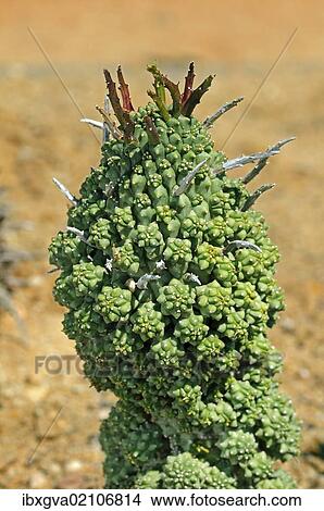 Picture - "Euphorbia multiceps, Namaqualand, South Africa, Africa". Fotosearch