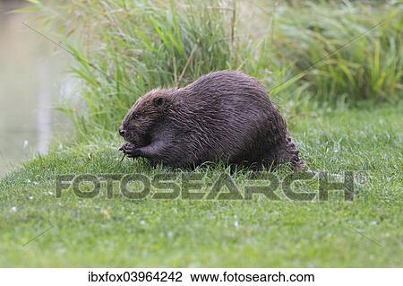 "Eurasian Beaver (Castor fiber) feeding on a willow branch, Tyrol, Austria, Europe" View Large Photo Image Stock Image - "Eurasian Beaver (Castor fiber) feeding on a willow branch, Tyrol, Austria, Europe". Fotosearch
