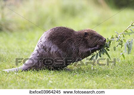 "Eurasian Beaver (Castor fiber) feeding on a willow branch, Tyrol, Austria, Europe" View Large Photo Image Stock Photography - "Eurasian Beaver (Castor fiber) feeding on a willow branch, Tyrol, Austria, Europe". Fotosearch