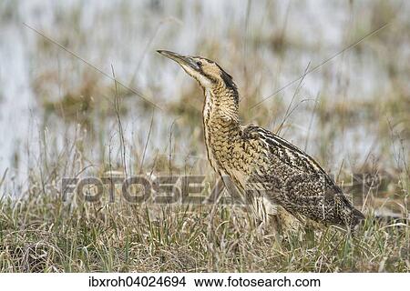 "Eurasian bittern (Botaurus stellaris), National Park Lake Neusiedl, Burgenland, Austria, Europe" View Large Photo Image Picture - "Eurasian bittern (Botaurus stellaris), National Park Lake Neusiedl, Burgenland, Austria, Europe". Fotosearch