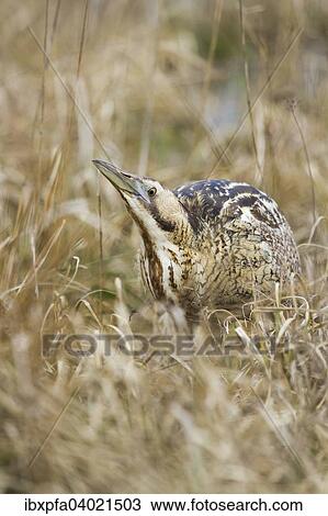 Stock Image - "Eurasian bittern (Botaurus stellaris), camouflaged, National Park Lake Neusiedl, Burgenland, Austria, Europe". Fotosearch