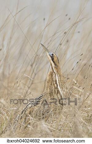 "Eurasian bittern (Botaurus stellaris), National Park Lake Neusiedl, Burgenland, Austria, Europe" View Large Photo Image Stock Image - "Eurasian bittern (Botaurus stellaris), National Park Lake Neusiedl, Burgenland, Austria, Europe". Fotosearch