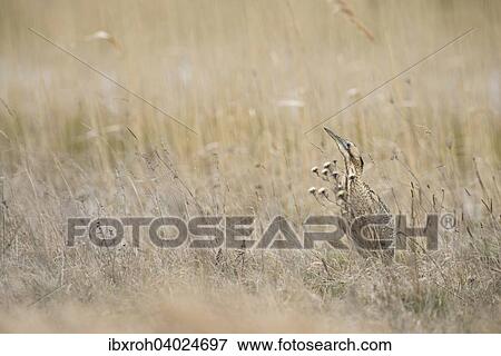Stock Photo - "Eurasian bittern (Botaurus stellaris), camouflaged, National Park Lake Neusiedl, Burgenland, Austria, Europe". Fotosearch