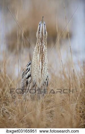 Stock Image - "Eurasian Bittern or Great Bittern (Botaurus stellaris), Burgenland, Austria, Europe". Fotosearch