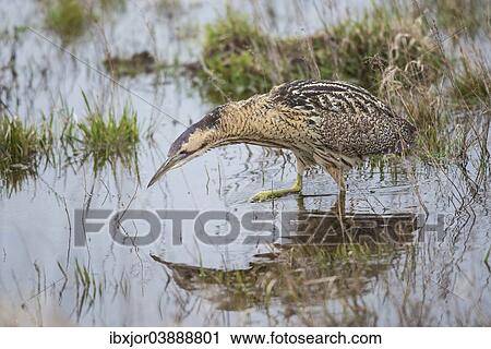"Eurasian Bittern or Great Bittern (Botaurus stellaris) im the water, National Park Neusiedler See-Seewinkel, Burgenland, Austria, Europe" View Large Photo Image Stock Image - "Eurasian Bittern or Great Bittern (Botaurus stellaris) im the water, National Park Neusiedler See-Seewinkel, Burgenland, Austria, Europe". Fotosearch
