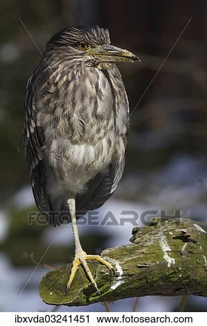 "Eurasian Bittern or Great Bittern (Botaurus stellaris) standing on one leg, Munsterland, North Rhine-Westphalia, Germany, Europe" View Large Photo Image Stock Image - "Eurasian Bittern or Great Bittern (Botaurus stellaris) standing on one leg, Munsterland, North Rhine-Westphalia, Germany, Europe". Fotosearch