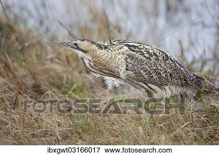 "Eurasian Bittern or Great Bittern (Botaurus stellaris), Burgenland, Austria, Europe" View Large Photo Image Stock Photo - "Eurasian Bittern or Great Bittern (Botaurus stellaris), Burgenland, Austria, Europe". Fotosearch