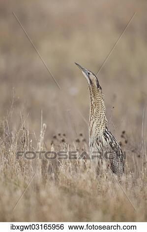 "Eurasian Bittern or Great Bittern (Botaurus stellaris), Burgenland, Austria, Europe" View Large Photo Image Stock Photograph - "Eurasian Bittern or Great Bittern (Botaurus stellaris), Burgenland, Austria, Europe". Fotosearch