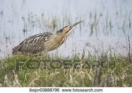 "Eurasian Bittern or Great Bittern (Botaurus stellaris) on the lakeshore, National Park Neusiedler See-Seewinkel, Burgenland, Austria, Europe" View Large Photo Image Stock Photograph - "Eurasian Bittern or Great Bittern (Botaurus stellaris) on the lakeshore, National Park Neusiedler See-Seewinkel, Burgenland, Austria, Europe". Fotosearch