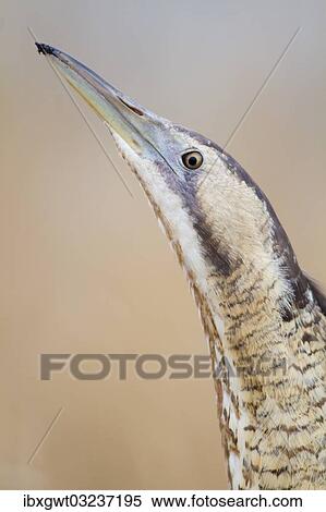 "Eurasian Bittern or Great Bittern (Botaurus stellaris), Burgenland, Austria, Europe" View Large Photo Image Stock Photography - "Eurasian Bittern or Great Bittern (Botaurus stellaris), Burgenland, Austria, Europe". Fotosearch
