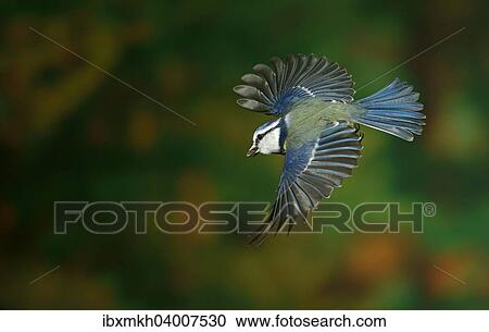 "Eurasian Blue Tit (Cyanistes caeruleus, Parus caeruleus) in flight, Hesse, Germany, Europe" View Large Photo Image Stock Image - "Eurasian Blue Tit (Cyanistes caeruleus, Parus caeruleus) in flight, Hesse, Germany, Europe". Fotosearch