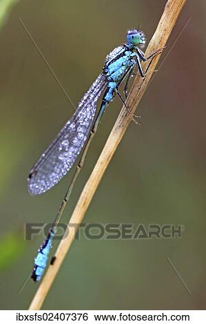 Eurasian Bluet (Coenagrion spec. ) covered with dew drops View Large Photo Image Stock Photograph - Eurasian Bluet (Coenagrion spec. ) covered with dew drops. Fotosearch
