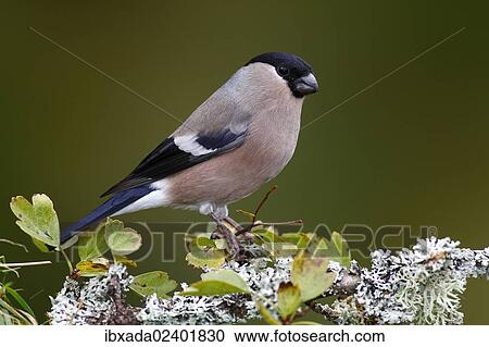 "Eurasian Bullfinch (Pyrrhula pyrrhula), female sitting on a lichen-covered branch, Neunkirchen in Siegerland, North Rhine-Westphalia, Germany, Europe" View Large Photo Image Stock Image - "Eurasian Bullfinch (Pyrrhula pyrrhula), female sitting on a lichen-covered branch, Neunkirchen in Siegerland, North Rhine-Westphalia, Germany, Europe". Fotosearch