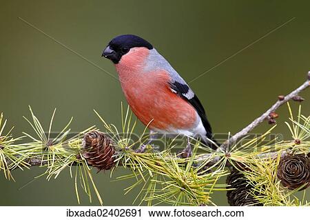 "Eurasian Bullfinch (Pyrrhula pyrrhula), male sitting on a larch branch in autumn, Neunkirchen in Siegerland, North Rhine-Westphalia, Germany, Europe" View Large Photo Image Stock Image - "Eurasian Bullfinch (Pyrrhula pyrrhula), male sitting on a larch branch in autumn, Neunkirchen in Siegerland, North Rhine-Westphalia, Germany, Europe". Fotosearch