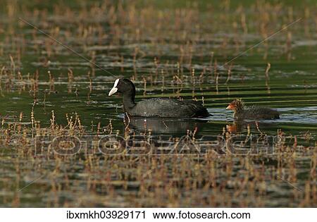"Eurasian Coot (Fulica atra) adult bird with a chick, Mecklenburg-Western Pomerania, Germany, Europe" View Large Photo Image Stock Image - "Eurasian Coot (Fulica atra) adult bird with a chick, Mecklenburg-Western Pomerania, Germany, Europe". Fotosearch