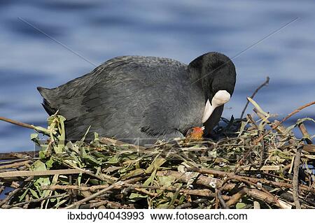 "Eurasian Coot (Fulica atra), adult bird with chick in the nest by a lake, Germany, Europe" View Large Photo Image Stock Image - "Eurasian Coot (Fulica atra), adult bird with chick in the nest by a lake, Germany, Europe". Fotosearch