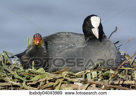 "Eurasian Coot (Fulica atra), adult bird with chick, in a nest by a lake, Germany, Europe" View Large Photo Image Stock Photo - "Eurasian Coot (Fulica atra), adult bird with chick, in a nest by a lake, Germany, Europe". Fotosearch