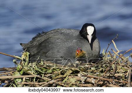 "Eurasian Coot (Fulica atra), adult bird with chick in the nest by a lake, Germany, Europe" View Large Photo Image Stock Photo - "Eurasian Coot (Fulica atra), adult bird with chick in the nest by a lake, Germany, Europe". Fotosearch