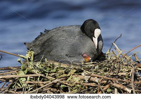 "Eurasian Coot (Fulica atra), adult bird with chick in the nest by a lake, Germany, Europe" View Large Photo Image Stock Photo - "Eurasian Coot (Fulica atra), adult bird with chick in the nest by a lake, Germany, Europe". Fotosearch