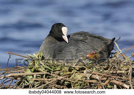 "Eurasian Coot (Fulica atra), adult bird with chick, in a nest by a lake, Germany, Europe" View Large Photo Image Stock Photo - "Eurasian Coot (Fulica atra), adult bird with chick, in a nest by a lake, Germany, Europe". Fotosearch