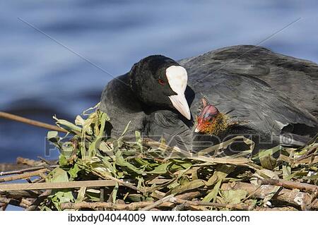 "Eurasian Coot (Fulica atra), adult bird with chick, in a nest by a lake, Germany, Europe" View Large Photo Image Stock Photo - "Eurasian Coot (Fulica atra), adult bird with chick, in a nest by a lake, Germany, Europe". Fotosearch