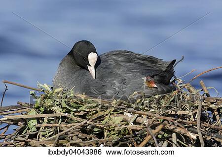 "Eurasian Coot (Fulica atra), adult bird with chick, in a nest by a lake, Germany, Europe" View Large Photo Image Stock Photograph - "Eurasian Coot (Fulica atra), adult bird with chick, in a nest by a lake, Germany, Europe". Fotosearch