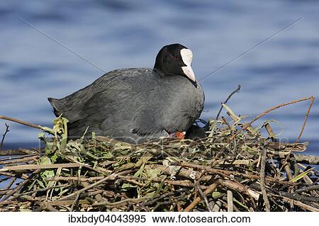 "Eurasian Coot (Fulica atra), adult bird with chick in the nest by a lake, Germany, Europe" View Large Photo Image Stock Photography - "Eurasian Coot (Fulica atra), adult bird with chick in the nest by a lake, Germany, Europe". Fotosearch
