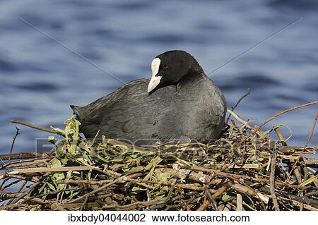 "Eurasian Coot (Fulica atra), in a nest by a lake, Germany, Europe" View Large Photo Image Stock Image - "Eurasian Coot (Fulica atra), in a nest by a lake, Germany, Europe". Fotosearch