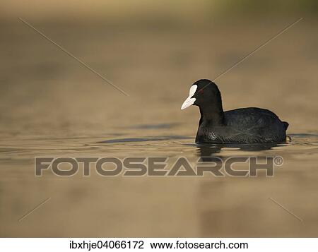 "Eurasian Coot (Fulica atra), Moselle, Rhineland Palatinate, Germany, Europe" View Large Photo Image Stock Image - "Eurasian Coot (Fulica atra), Moselle, Rhineland Palatinate, Germany, Europe". Fotosearch