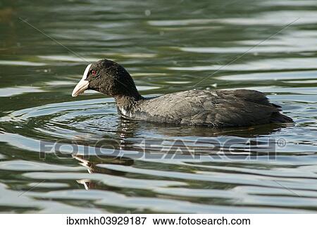 "Eurasian Coot (Fulica atra), Mecklenburg-Western Pomerania, Germany, Europe" View Large Photo Image Stock Photo - "Eurasian Coot (Fulica atra), Mecklenburg-Western Pomerania, Germany, Europe". Fotosearch