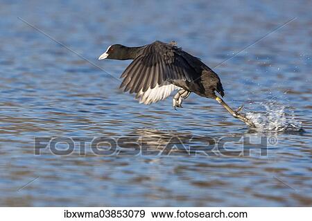 Stock Photo - "Eurasian Coot (Fulica atra), taking off, North Hesse, Hesse, Germany, Europe". Fotosearch