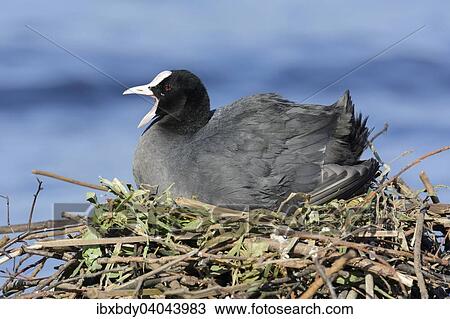 "Eurasian Coot (Fulica atra), with open beak, in a nest by a lake, Germany, Europe" View Large Photo Image Stock Image - "Eurasian Coot (Fulica atra), with open beak, in a nest by a lake, Germany, Europe". Fotosearch
