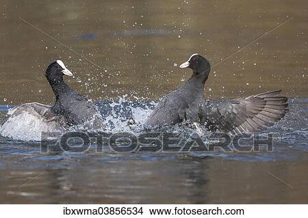 Picture - "Eurasian Coots (Fulica atra), North Hesse, Hesse, Germany, Europe". Fotosearch
