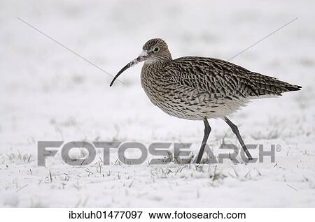 Stock Photo - Eurasian Curlew (Numenius arquata) in snow. Fotosearch