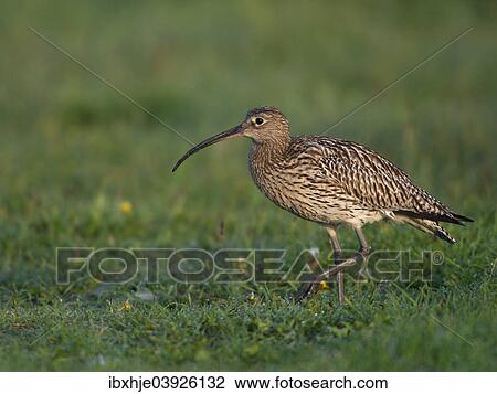 Stock Image - "Eurasian Curlew (Numenius arquata), Texel, West Frisian Islands, province of North Holland, Holland, The Netherlands, Europe". Fotosearch