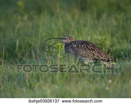"Eurasian Curlew (Numenius arquata), Texel, West Frisian Islands, province of North Holland, Holland, The Netherlands, Europe" View Large Photo Image Stock Photo - "Eurasian Curlew (Numenius arquata), Texel, West Frisian Islands, province of North Holland, Holland, The Netherlands, Europe". Fotosearch